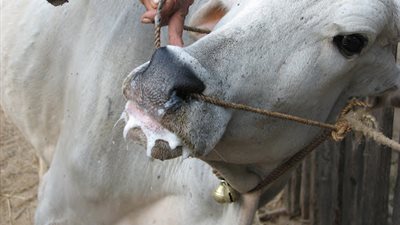 المجر تحقق في تفشي الحمى القلاعية.. وشكوك حول مصدر الفيروس