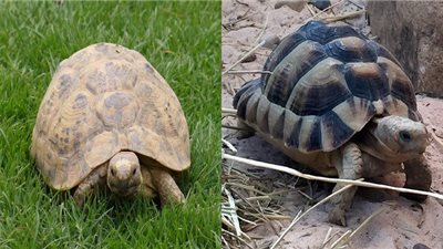 غرامة مالية أو الحبس.. عقوبة تهدد تجارة السلاحف في مصر 