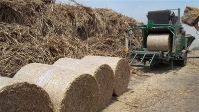 البحوث الزراعية: نزرع 1.4 مليون فدان من الأرز سنويًا.. وقشه ثروة هائلة