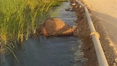 المياه الجوفية صداع مزمن في رأس أهالي جزيرة سنور بـ بني سويف