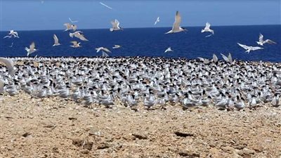 34 منطقة.. تعرف على أبرز المحطات التي تستضيف الطيور المهاجرة في مصر