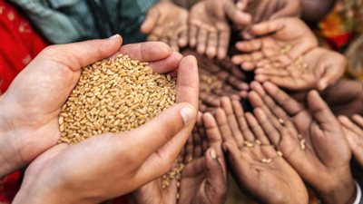 15 معلومة عن مركز تطوير سلامة الغذاء بمدينة قها بالقليوبية.. تعرف عليها