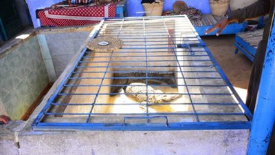 في كل بيت تمساح..غرب سهيل قبلة السياح بأسوان 