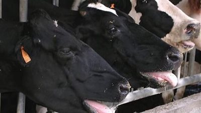 طبيب بيطري: الإجهاد الحراري للمواشي يقلل إنتاجية الألبان واللحوم بنسبة 25%