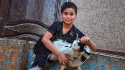 خراف وماعز.. نذور المحبين للسيدة العذراء بكنيستها في إسنا جنوب الأقصر| صور