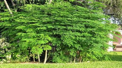 كل ما تريد معرفته عن شجرة المورينجا وفوائدها المتعددة