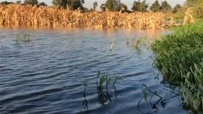 الفيضان يغمر أراضي قرية دلهمو بالمنوفية.. واستغاثة عاجلة من المزارعين