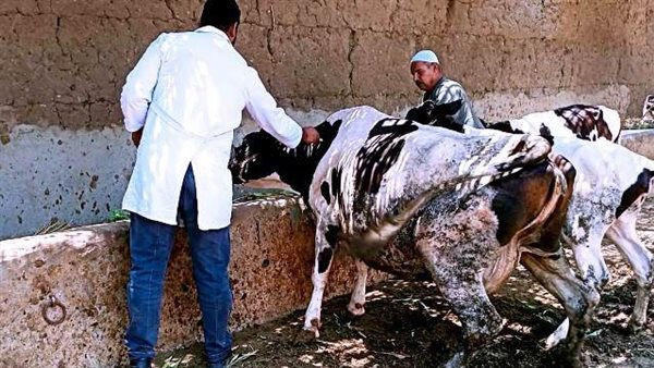 تحصين وترقيم الماشية