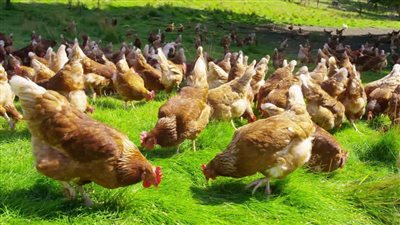 أسعار بورصة الدواجن اليوم الجمعة 3 -9-2021 