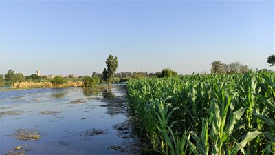 الفيضان يُغرق أراضي طرح النهر في دلهمو بالمنوفية.. والأهالي: هندفع الإيجار منين| صور وفيديو