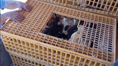 محافظ البحيرة: 1927 مستفيدًا من مشروع تربية البط بالمحافظة