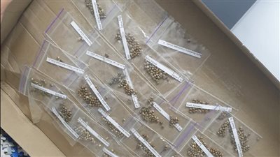 جمارك الطرود البريدية بمطار القاهره تضبط 3 محاولات تهريب مواد مخدرة