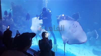 بعد تصنيفه ضمن أفضل 10 مزارات سياحية في العالم.. القاهرة 24 داخل جراند أكواريوم بالغردقة | صور وفيديو