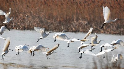 أغاريد.. أول فيلم وثائقي لمجال مراقبة ورصد الطيور بمصر 