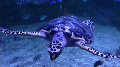  به 22 حوض سمك.. مميزات متحف الأحياء المائية بالغردقة │ صور 