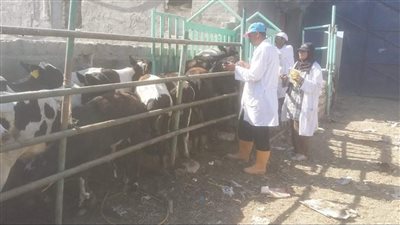 بدء الحملة القومية للتحصين ضد الحمى القلاعية والوادي المتصدع بالمنيا