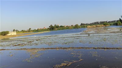 بعد نشر «القاهرة 24».. مديرية ري المنوفية: حذرنا مزارعي طرح النهر بموعد الفيضان 