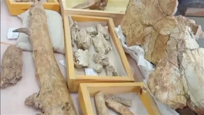 مؤسس مركز الحفريات بجامعة المنصورة يكشف تفاصيل العثور على حوت برمائي عمره 43 مليون عام