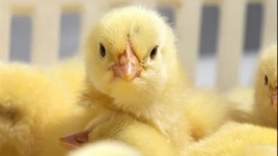 تعرف على سعر الكتاكيت البيضاء اليوم الأحد 26 سبتمبر 2021 