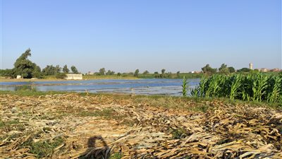 «محليات المنوفية» لمزارعي طرح النهر: الفيضان سيغمر الأراضي الزراعية والمنازل المخالفة