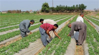 8 سنوات من الدعم والتمكين.. الفلاح شريك الدولة في مواجهة تحديات الأمن الغذائي | انفوجراف
