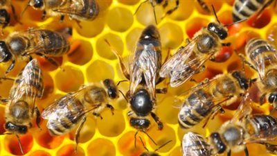 في يومه العالمي.. الزراعة: نصدر 1.3 مليون طرد نحل حي كل عام