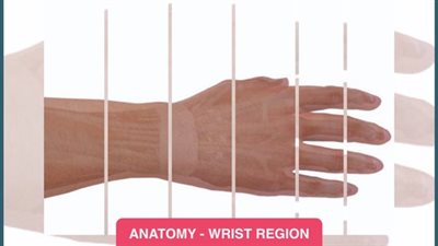 بنك المعرفة ينظم دورة مجانية عن تشريح المعصم للأطباء المصريين