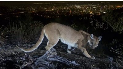 غريزة وبطولة أُم.. سيدة تقتل أسدا هاجم ابنها في أمريكا