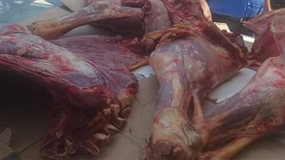 ضبط سلخانة لذبحها العجول المريضة وختمها بأختام مزورة بالبحيرة 