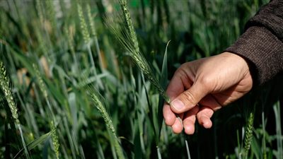 قبل الموسم الشتوي.. 3 أسرار عن زراعة القمح لضمان جودة المحصول 