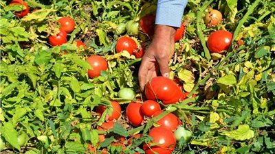 الكيلو بـ12 جنيهًا.. نقيب الفلاحين يكشف سر جنون الطماطم