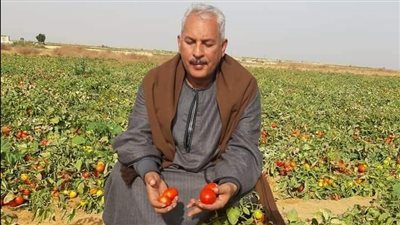 بعد وصول «عداية الطماطم» لـ200 جنيه.. نقيب الفلاحين: «قولت لكم خزنوها»