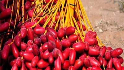 الزراعة تصدر التوصيات الفنية لمزارعي محصول نخيل البلح خلال شهر سبتمبر