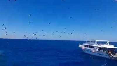 سياح الغردقة يلتقطون الصور التذكارية للطيور المهاجرة عبر القارات | صور