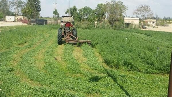 الأعلاف الخضراء