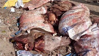 العثور رؤوس حمير مذبوحة تثير الذعر في محافظة مطروح | صور