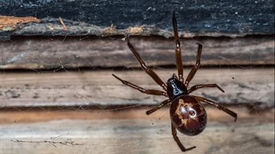 دراسة تكشف استخدام العنكبوت لشبكته لتوسيع قدراته السمعية