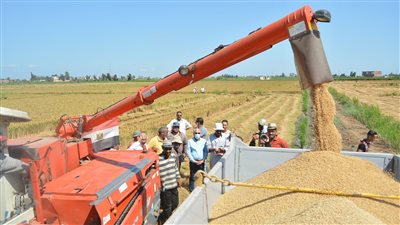 شعبة الأرز: منع التصدير نهائيًا والاحتياطي يكفي حتى أغسطس 2022