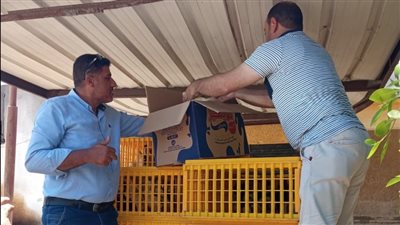 توزيع 25240 بطة علي 1262 مستفيدا بمشروع تربية البط بالبحيرة