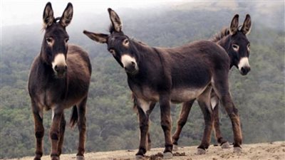 المنشطات الجنسية ومنتجات التجميل أبرزها.. أسباب انتشار ظاهرة الاتجار في جلود الحمير