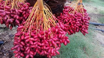 يقي من السرطان والأنيميا.. تعرف على أبرز فوائد تناول البلح