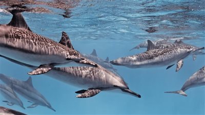 حملة دعائية لمدة 27 يومًا للترويج السياحي للمحافظات المصرية | فيديو 