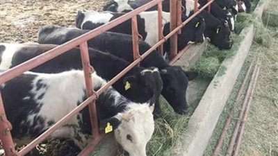 لجنة دعم الثروة الحيوانية: مشروع البتلو يستهدف صغار المزارعين والفائدة 5% متناقصة | فيديو