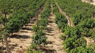  كيف يؤثر الانقلاب المناخي الثالث على المحاصيل الزراعية؟