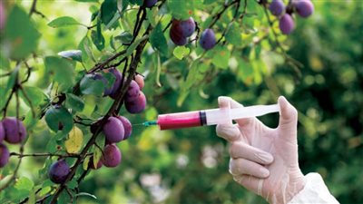 الأغذية المعدلة وراثيًا.. جدل لا ينتهي حول مخاطرها على صحة المستهلكين 