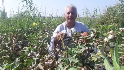 نقيب الفلاحين يكشف أسباب انتعاش زراعة القطن موسم 2021