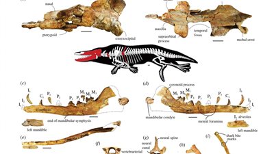 البيئة تشارك رحلة اكتشاف حوت الفيوم في المؤتمر الدولي لصون الطبيعة