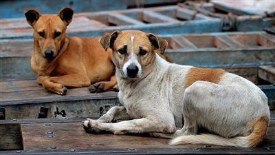 تسميم الكلاب الضالة بـ الاستركنين.. معركة لا تنتهي بين نشطاء الرفق بالحيوان والزراعة