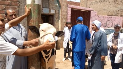 لتحسين الثروة الحيوانية.. بيطري سوهاج تنظم قافلة بيطرية بالمجان في أولاد خليفة | صور