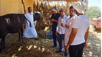 الزراعة تنظم قافلة بيطرية مجانية لعلاج مواشي صغار المزارعين بمطروح